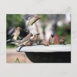 Jaseurs de cèdre à la carte postale de Bath