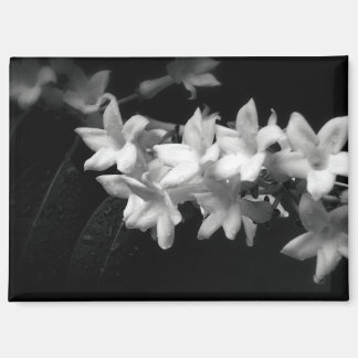 Jasmine Black and White Flowers Photograph Magnet