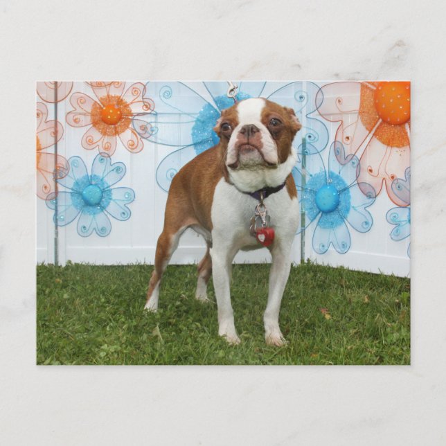 Jasmine - Boston Terrier Postcard (Front)