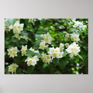 Jasmine flowers in the garden poster
