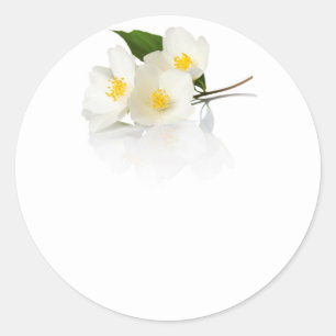 Jasmine Flowers On White Background. Macro Shot Classic Round Sticker