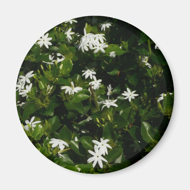 Jasmine Flowers Tropical Floral Botanical Magnet (Front)