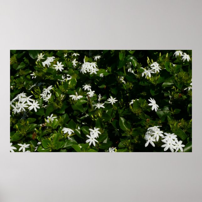 Jasmine Flowers Tropical Floral Botanical Poster (Front)
