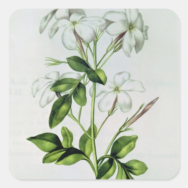 Jasmine, from 'La Guirlande de Julie' Square Sticker (Front)