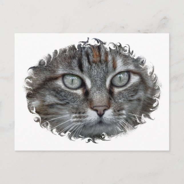Jasmine Postcard (Front)