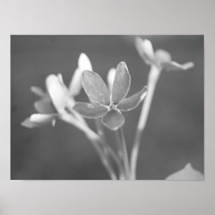 Jasmine Poster