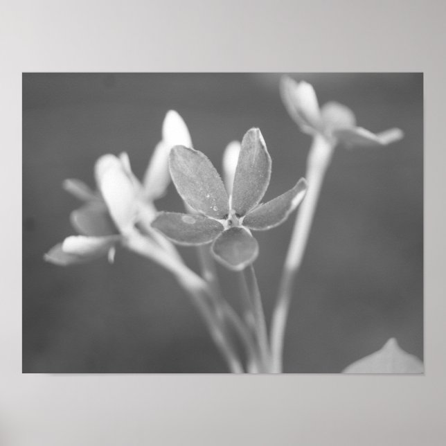 Jasmine Poster (Front)