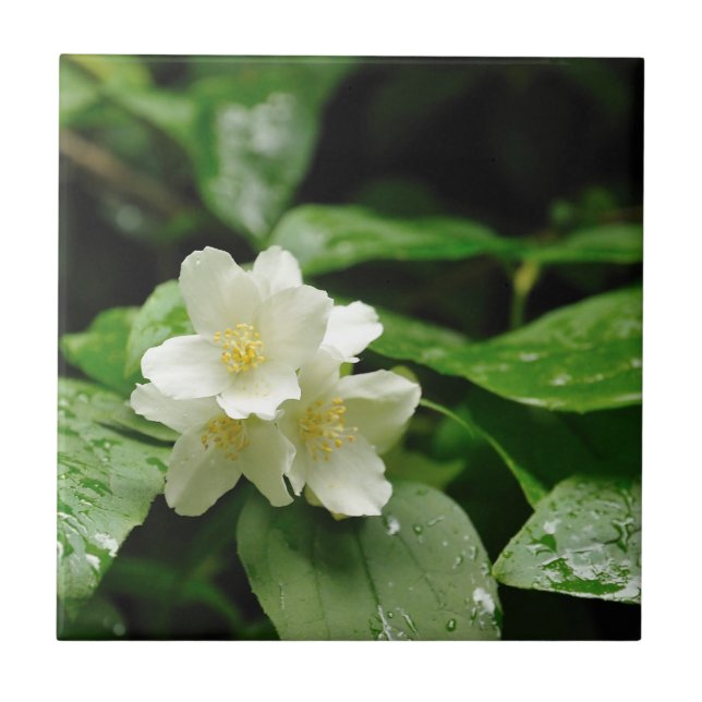 Jasmine under rain tile (Front)