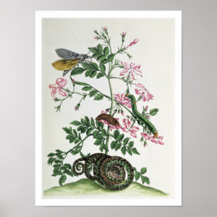 Jasmine: with snake, moth, caterpiller and chrysal poster