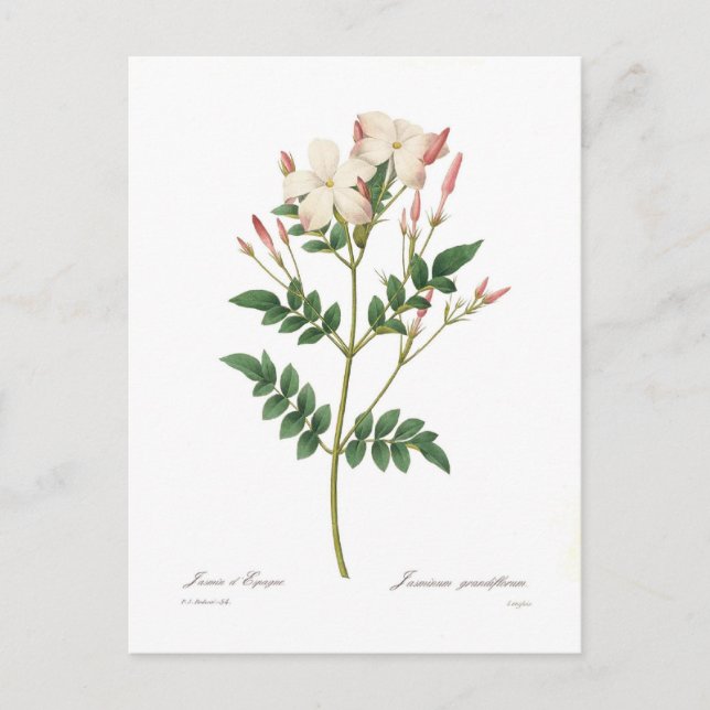 Jasminum grandiflorum postcard (Front)
