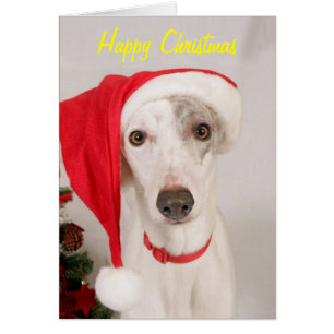 Jasper the Christmas Dog