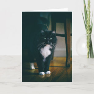 Jasper the tuxedo cat card