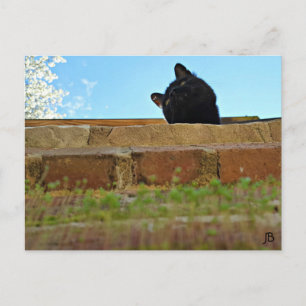 'Jasper's Lookout' Postcard