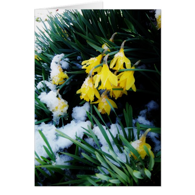 Jaune Daffodils fleurs dans la neige (Devant)