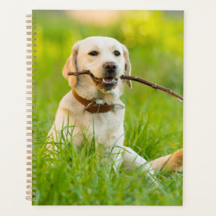 Jaune Labrador Joue Récupérer Avec Bâton
