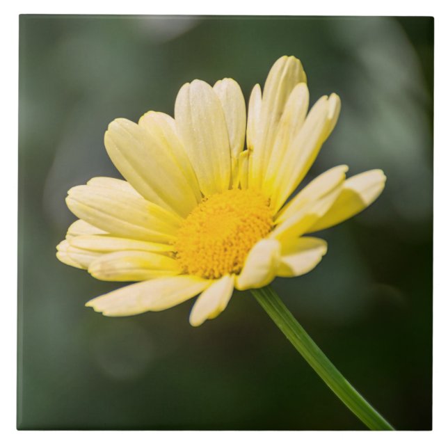 Jaune marguerite vue carreaux céramique (Devant)
