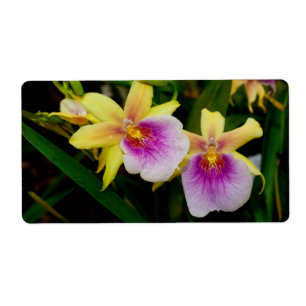 Jaune rose violet Miltonia Sunset Orchidées