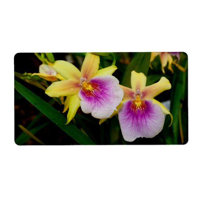 Jaune rose violet Miltonia Sunset Orchidées (Devant)