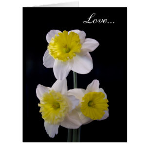 Jaune sur la jonquille blanche Valentine