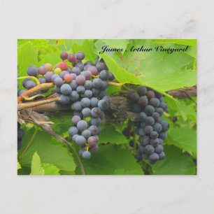 JAV St. Croix purple grapes 2013 2n Postcard