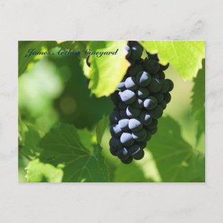JAV St. Croix purple grapes 2014 100n Postcard