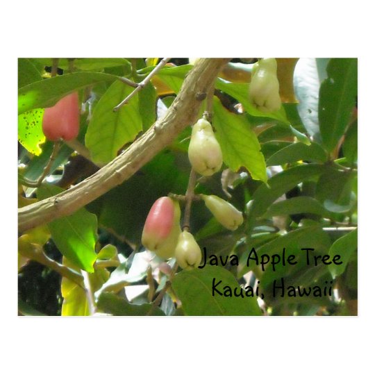 Java Apple Tree Postcard