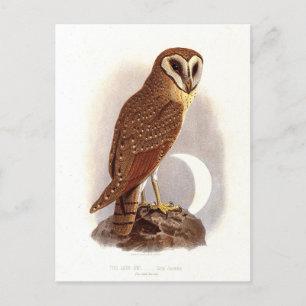 Java Owl Vintage Illustration Postcard
