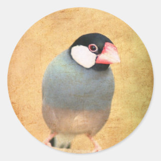 Java Sparrow Classic Round Sticker