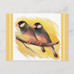 Java Sparrow finches realistic painting Postcard