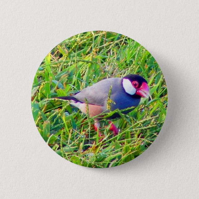 Java Sparrow in the grass in Hawaii 2 Inch Round Button (Front)