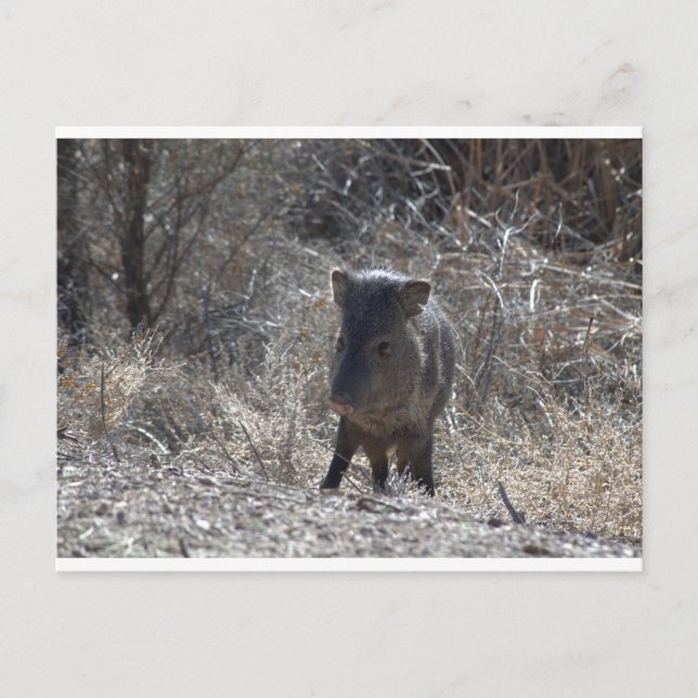 Javalina Postcard (Front)
