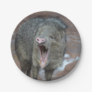 Javalina With his Mouth Wide Open Paper Plate