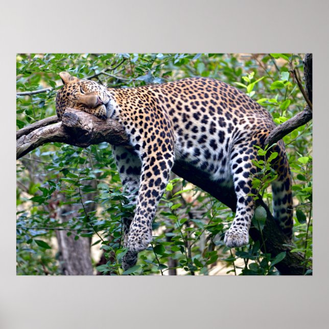 Javan leopard sleeping on a tree branch  poster (Front)