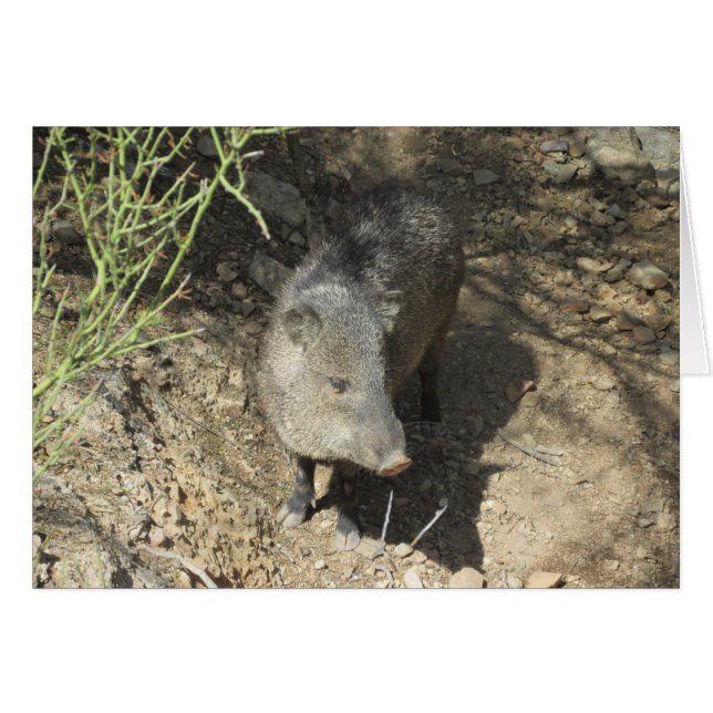 Javelina (Devant Horizontal)