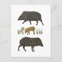 Javelina Family Portrait Desert Animals