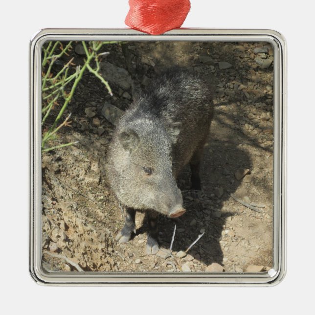 Javelina Metal Ornament (Front)