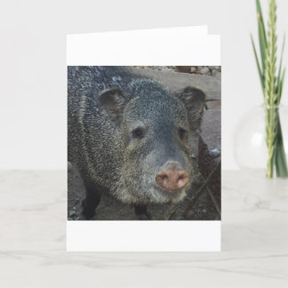 Javelina or Peccary Holiday Card