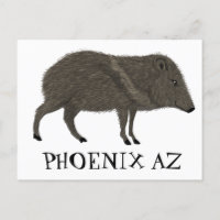Javelina PHOENIX Desert Wild Animal Peccary Nature