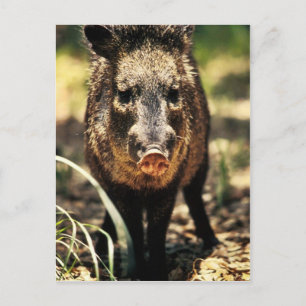 Javelina Postcard