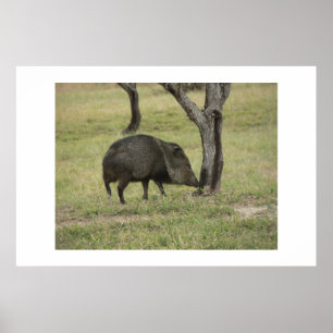 Javelina. Poster