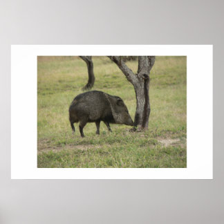 Javelina. Poster