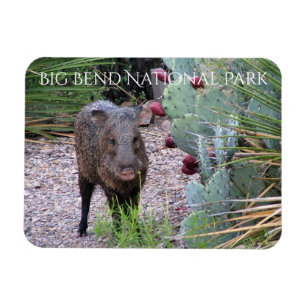 Javelina, Prickly Pear, Big Bend National Park Magnet