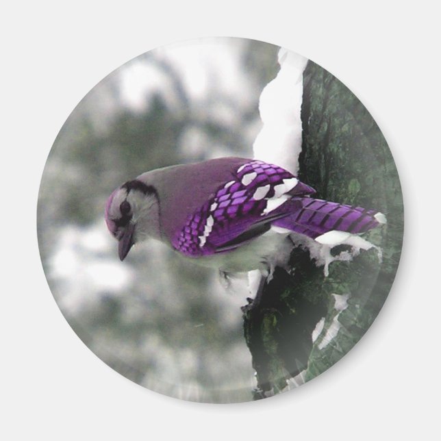 Jay Bird Magnet (Devant)