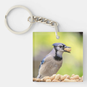 Jay bleu avec arachide