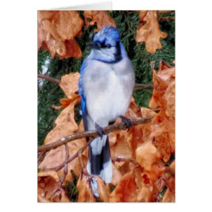Jay bleu sur chêne
