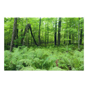 Jay Cooke State Park Ferns and Forest Photo Print