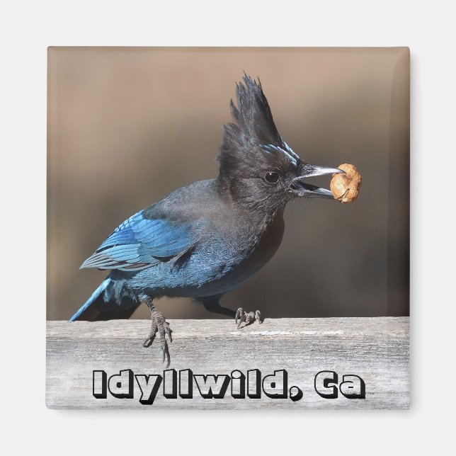 Jay de Steller avec Aimant d'arachide Idyllwild, C (Devant)