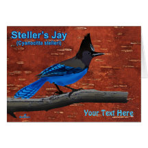 Jay de Steller sur écorce de bouleau intérieur