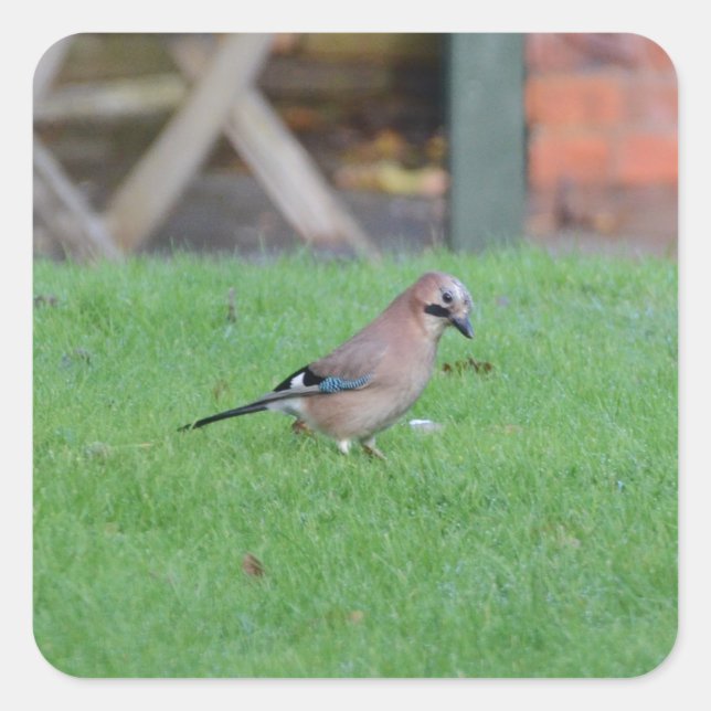 Jay Square Sticker (Front)