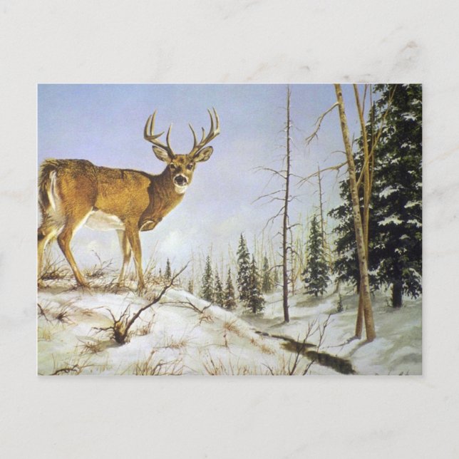 Jay's Peak, White Tail Deer Postcard (Front)